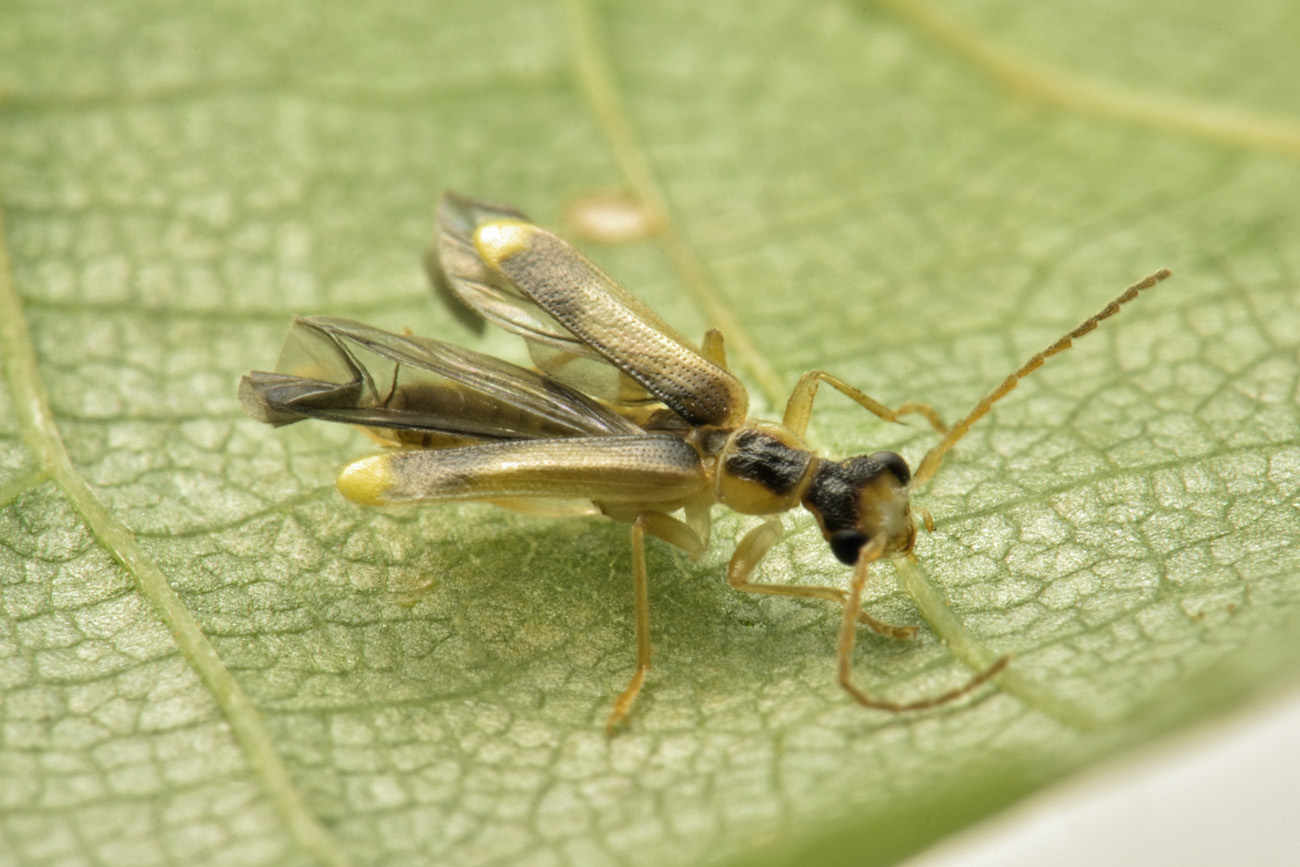 Cantharidae: Malthinus sp.?  S, Malthinus cfr. fasciatus